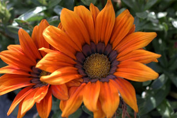 Große orangene Blüte 