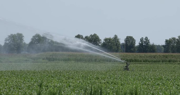 Irrigazione dei campi in estate