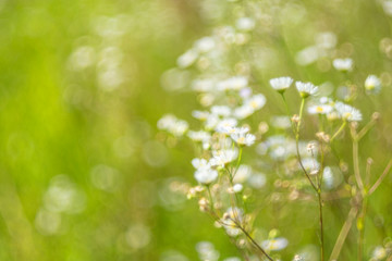 Natural background of field daisies on a sunny summer day