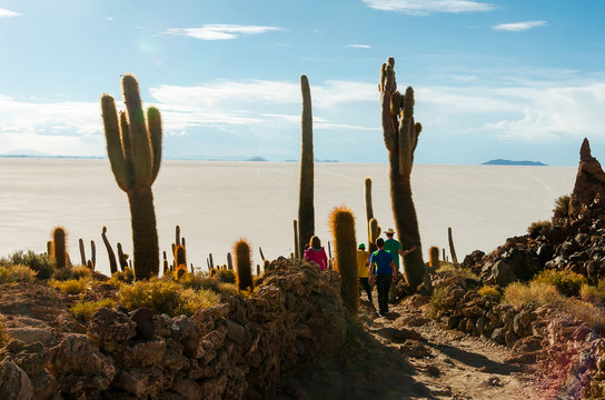Cactus Island" Images  Browse 120 Stock Photos, Vectors, and Video | Adobe  Stock