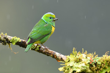 Golden-browed chlorophonia sitting on branch in rain