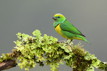 Golden-browed chlorophonia sitting on branch