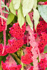 Cascade de fleurs et plantes tropicales sur la porte des remparts aux Floralies, Antibes, French Riviera, Provence France,