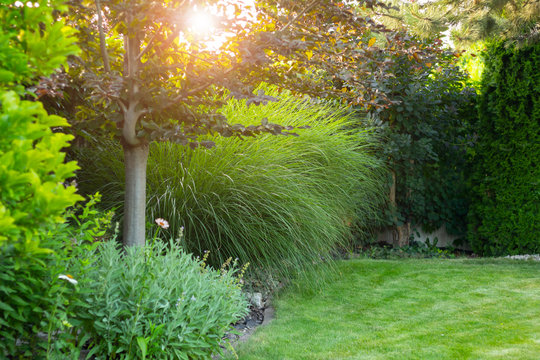 summer garden with decorative trees and plants