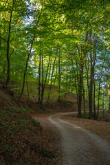 Fototapeta na wymiar Straße im Wald