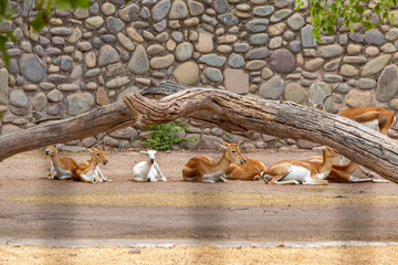Deer resting in the shade of tree