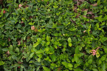 Bush with smallleaves and bright green young foliage as the background