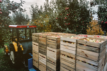 Organic Fresh Apples in a wooden crate in an apple orchard. Fall harvest.