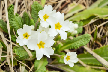 white primroses blooming in the fores