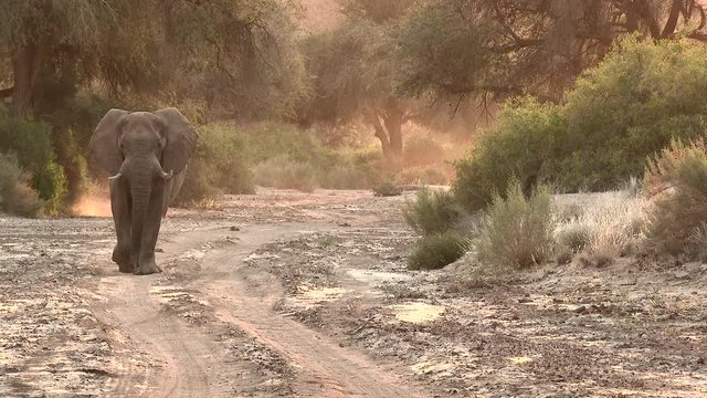 Desert elephant (Loxodonta africana) two bulls, walking in the dry Hoanib river bed, in early morning light,Namibia.