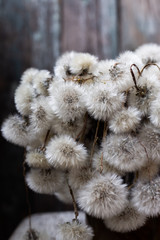 bouquet of white dandelions 