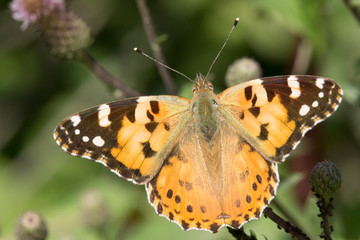 Distelfalter mit geöffneten Flügeln
