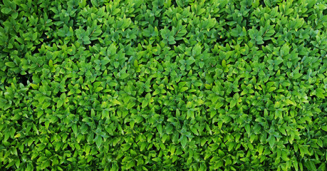 Banner for website Green Leaves background