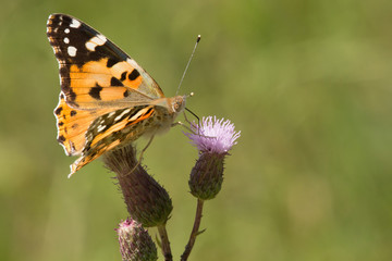 Distelfalter auf einer Distelblüte