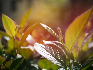 morning shot of tea leaf with ray of lights background