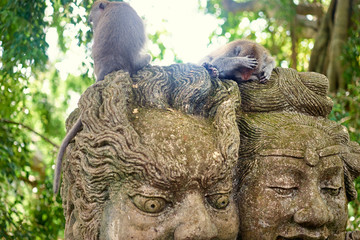 Obraz premium Macaque sitting on sculpture in in Monkey Forest, Ubud Bali Indonesia.
