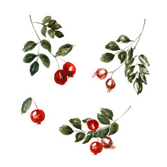 Watercolor isolated bright rosehip autumn cliparts. Could be used for wedding invites, autumn festivals, sales,  greeting cards, back to school cards and other autumn events.