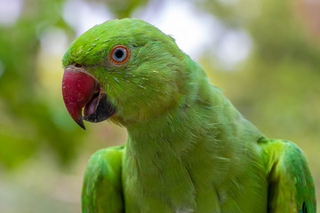 Green parrot , portrait staring into the camera, beautiful bright green color.