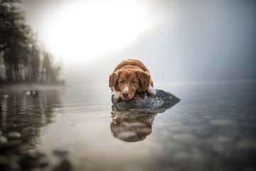 Nova Scotia Duck Tolling Retriever is lying on a rock in a lake. Beautiful dog in amazing landscape. - Powered by Adobe