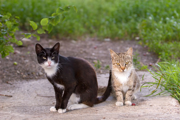 Naklejka na ściany i meble Two cats, black and gray, sit and look at the camera. Grass on a blurred background.