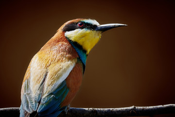 Merops apiaster - European bee-eater close-up on brown background