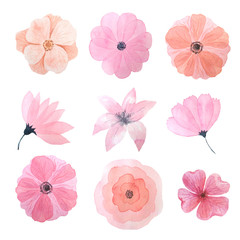 Watercolor set of pink roses and anemones