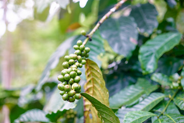 Coffee plant. Branch with green berries.