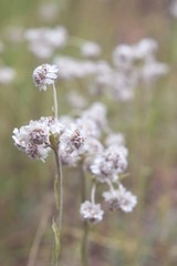 Fototapeta premium flowers in a field