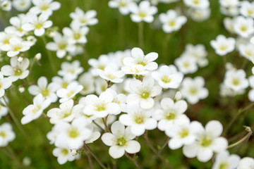 a spring flower
