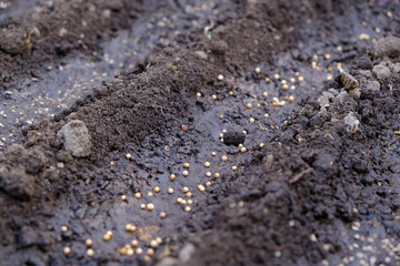 seeds in diagonal  seedbed, planting seeds in garden, chernozem or black soil, springtime farm works, ground close-up