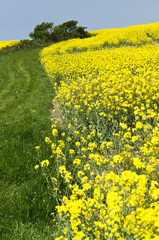 Rapeseed field in bloom