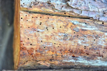 Old wooden surface with traces of termites. Tree eaten by a colony of termites. A tree destroyed by insects. Tree trunk struck by termites. Wooden background with termite tunnels, selective focus. 