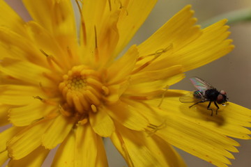 Fliege trinkt Wasser auf einer Blüte