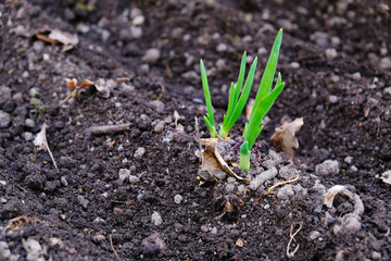 sprouts of onions on seedbed on black soil, concept of garden springtime work and new life, close-up view and copy space