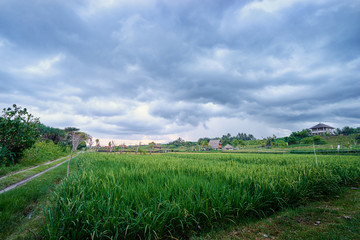 Fototapeta na wymiar Beautiful landscape with green rise field and cloudy sky.