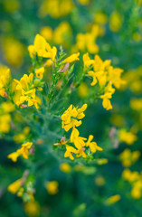 yellow flowers of sweet clover