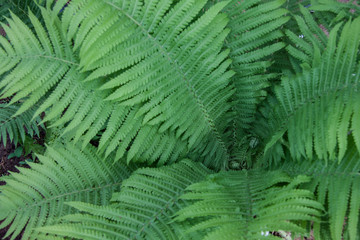 Natural summer botany background of tropical plants.