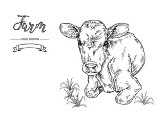 Hand drawn cow lying on the grass. Calf, bull, cattle vector illustration. Farm animal collection. Black and white graphic.