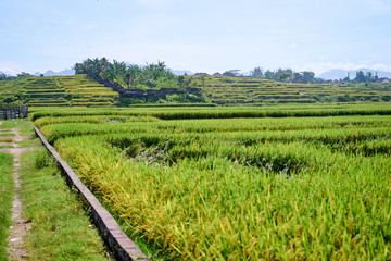 Terraced rice farmland in rural area of Bali island.