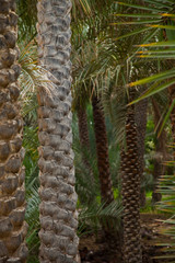 Palmeras en el Oasis en Al Ain, Emirato de Abu Dabhi, Emiratos Árabes Unidos, Golfo Pérsico