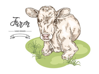 Hand drawn colorful cow lying on the grass. Calf, bull, cattle vector illustration. Farm animal collection.