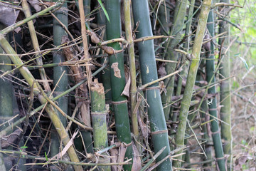 Cut down trunk bamboo tree