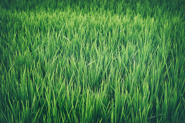Close up of fresh green grass background.