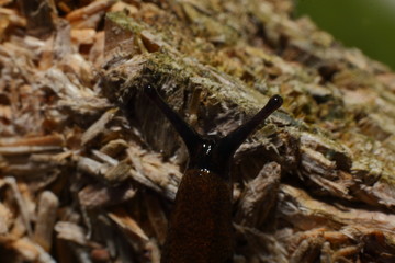 Nacktschnecke