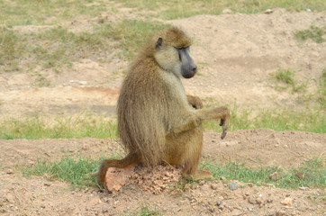 Baboon in Kenya Africa during Safari