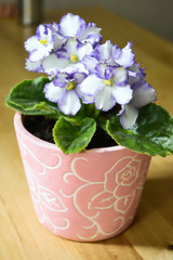 violets with large white flowers with blue canvas on the edges, grow in a delicate pink pot