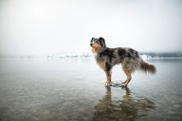 Fototapeta na wymiar Australian shepherd is standing at a rock in a lake. Beautiful dog in amazing landscape.