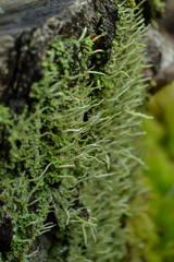 forest moss on a stump in the forest macro texture