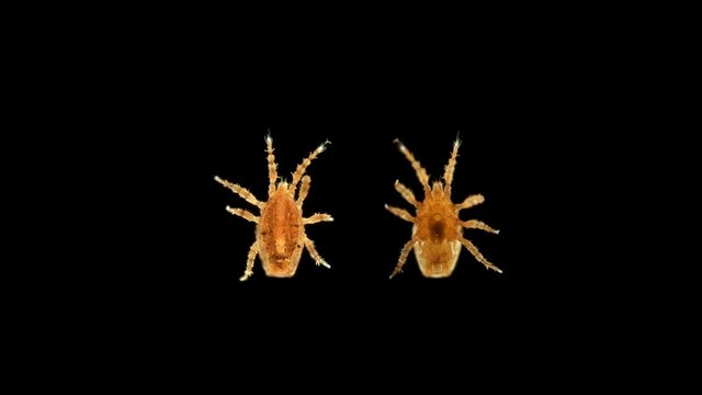 Acari mite under the microscope, Mesostigmata, possibly Trachytidae, Minor mites, found in soil, rotten wood, moss, was found in the moss