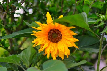 sonnenblume